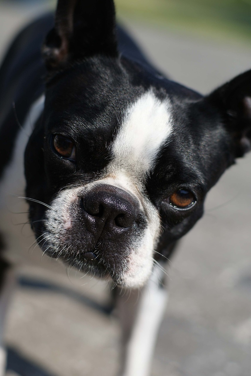 Boston Terrier with a classic tuxedo coat